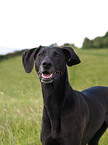 Weimaraner-Windhund-Mischling