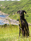 Weimaraner-Windhund-Mischling