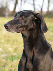 Weimaraner-Windhund-Mischling