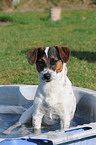 Jack-Russell-Terrier-Mischling