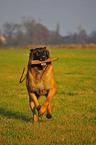 Malinois-Mischling