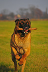 Malinois-Mischling