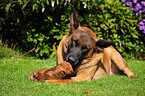 Malinois-Mischling