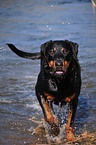 Rottweiler-Mischling