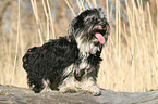 Yorkshire-Terrier-Havaneser-Mischling