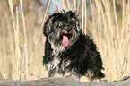 Yorkshire-Terrier-Havaneser-Mischling