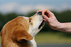 Akita-Inu-Collie-Mix