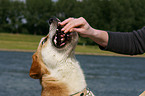 Akita-Inu-Collie-Mix