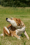 Akita-Inu-Collie-Mix