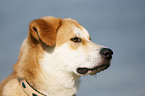 Akita-Inu-Collie-Mix