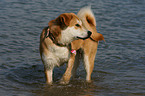 Akita-Inu-Collie-Mix