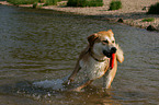 Akita-Inu-Collie-Mix