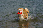 Akita-Inu-Collie-Mix