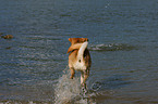 Akita-Inu-Collie-Mix