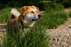 Akita-Inu-Collie-Mix