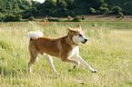 Akita-Inu-Collie-Mix