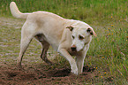 Labrador-Mischling