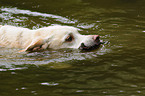 schwimmender Labrador-Mischling