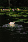 schwimmender Labrador-Mischling