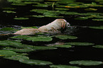 schwimmender Labrador-Mischling