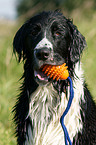 Labrador-Mnsterlnder-Bernersennenhund-Mix