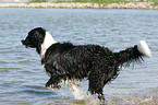 Labrador-Mnsterlnder-Bernersennenhund-Mix