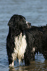 Labrador-Mnsterlnder-Bernersennenhund-Mix