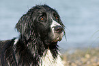 Labrador-Mnsterlnder-Bernersennenhund-Mix