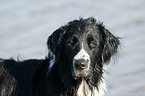 Labrador-Mnsterlnder-Bernersennenhund-Mix