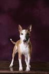 Pitbull-Jack-Russell-Mix