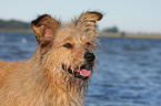 Irish-Terrier-Mischling