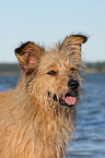 Irish-Terrier-Mischling