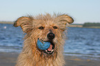 Irish-Terrier-Mischling