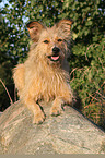 Irish-Terrier-Mischling