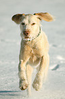 rennender Spinone Italiano Mischling