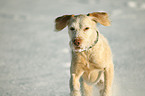 rennender Spinone Italiano Mischling