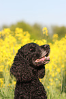 Cocker-Spaniel-Mischling