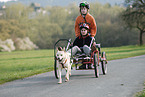 Dogcart fahren