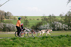 Dogcart fahren