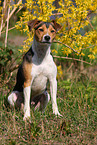 Parson-Russell-Terrier-Mix