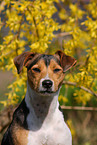 Parson-Russell-Terrier-Mix