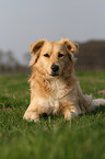 Retriever-Mix