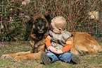 Kind und Leonberger-Mix