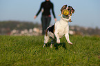 spielender Jack-Russell-Mischling