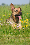 Boxer-Schferhund-Mix