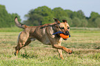 spielender Boxer-Schferhund-Mix