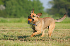 spielender Boxer-Schferhund-Mix