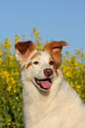 Border-Collie-Mix Portrait