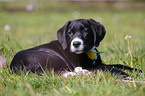 Retriever-Mix Welpe