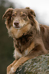 Australian-Shepherd-Mix